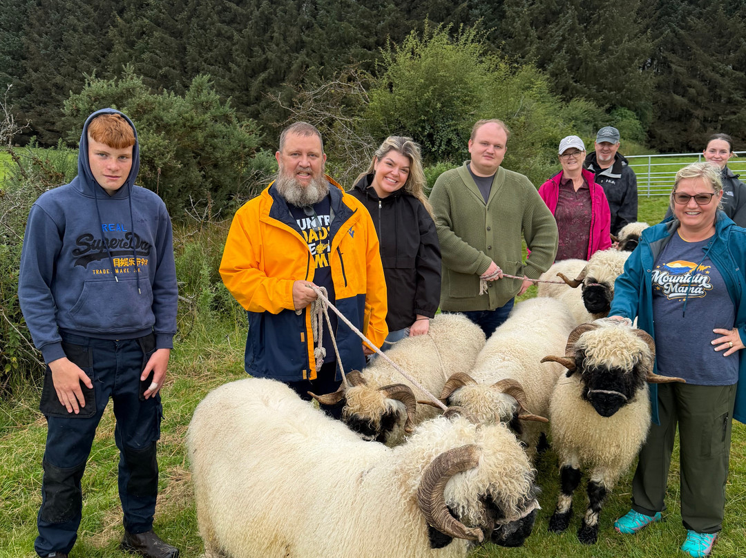 Wild Atlantic Sheep Walks-Tobercurry必去景点