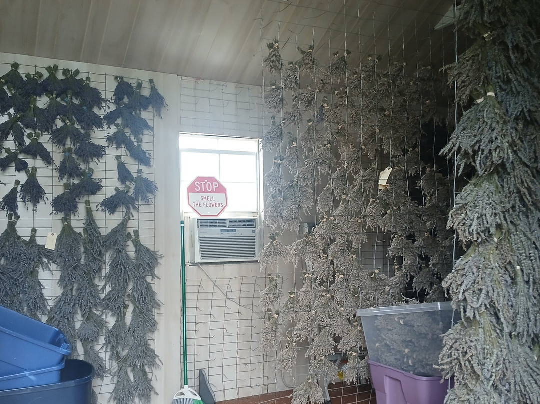 White Oak Lavender Farm & The Purple WOLF Tasting Room-哈里森堡必去景点