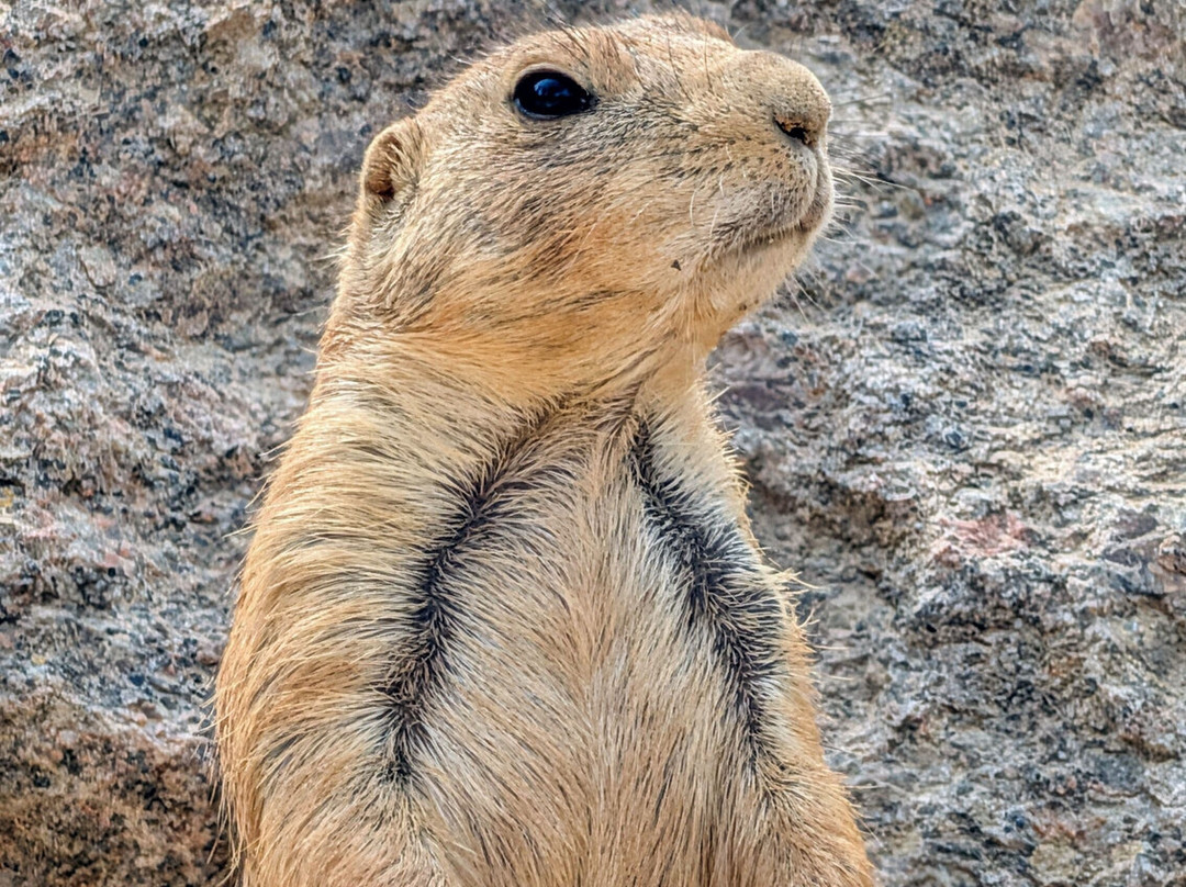 Parc Animalier De Sainte-croix-Rhodes必去景点