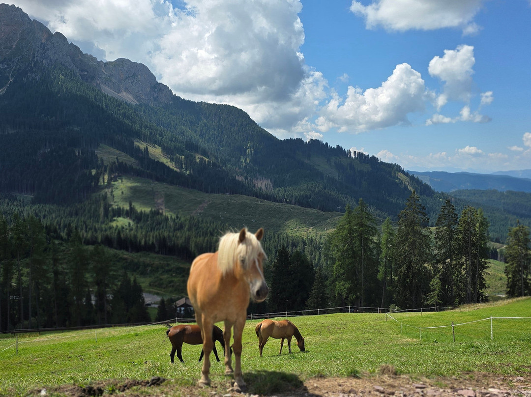 Reitzentrum Angerle Alm-诺瓦莱万泰必去景点