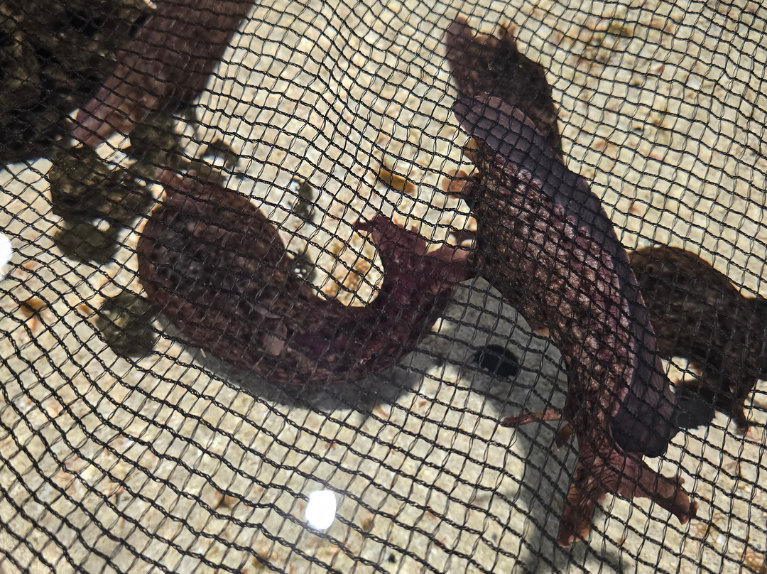 The Bailey-Matthews National Shell Museum & Aquarium-萨尼贝尔岛必去景点