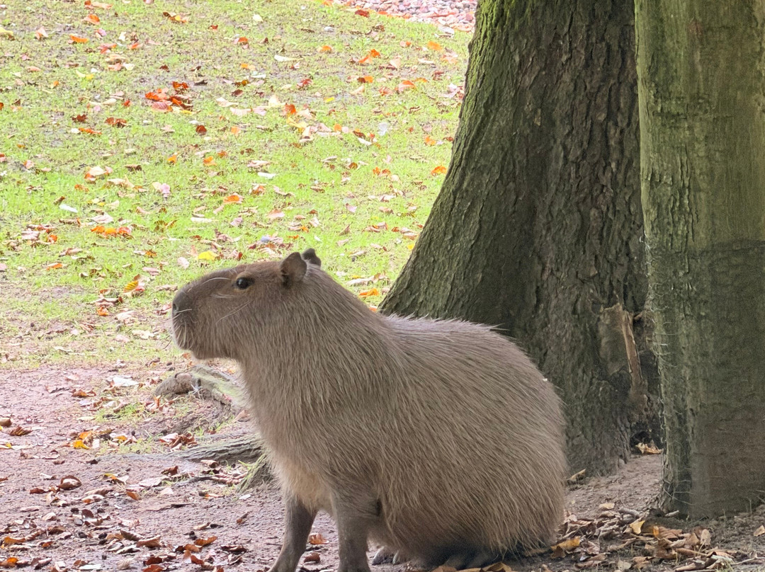 Wildpark Lüneburger Heide-Hanstedt必去景点