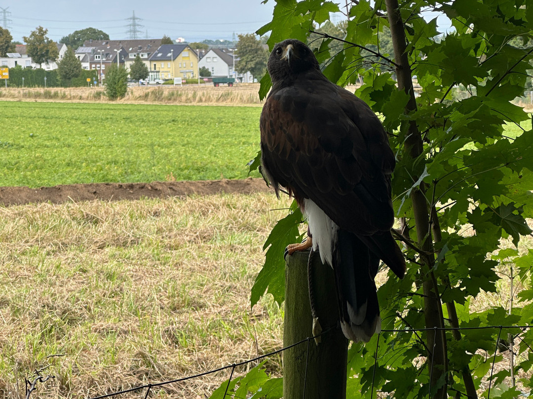 skyhunters in nature -frechen-Frechen必去景点