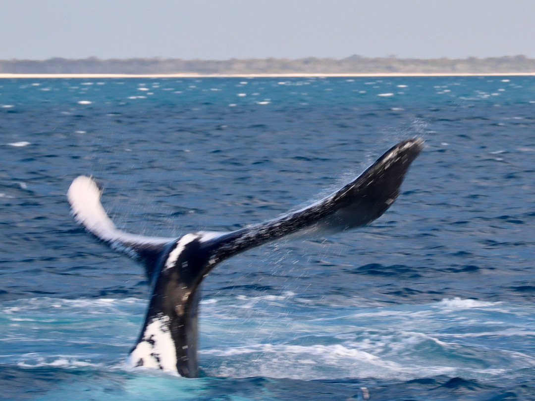 Hervey Bay Whale Watch-尤兰根必去景点
