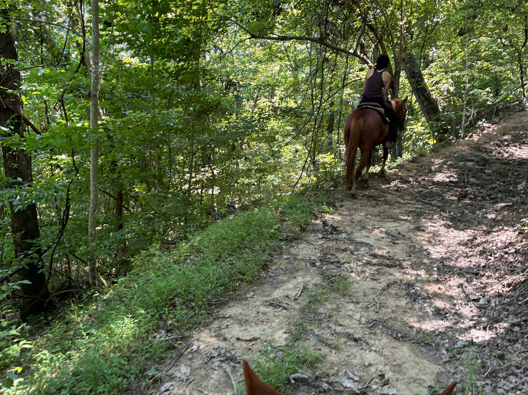 Smoky Mountain Trail Rides and Bison Farm-Marshall必去景点