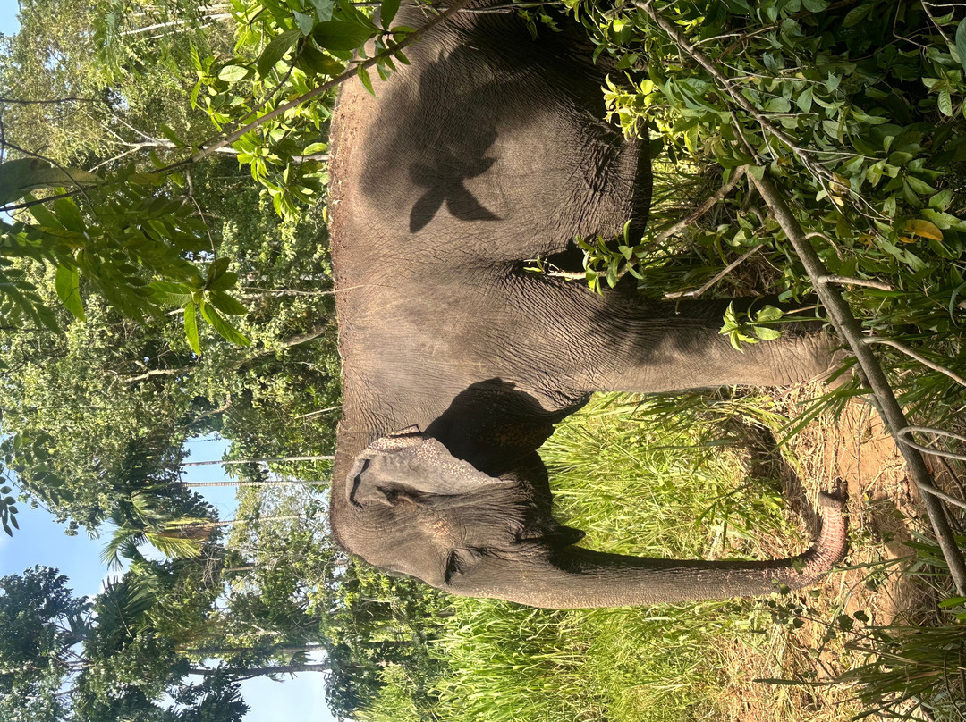 Elephant Freedom Project-凯格勒 必去景点