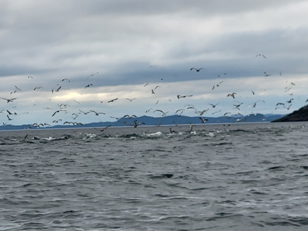 Sea of Whales Adventures-Trinity必去景点