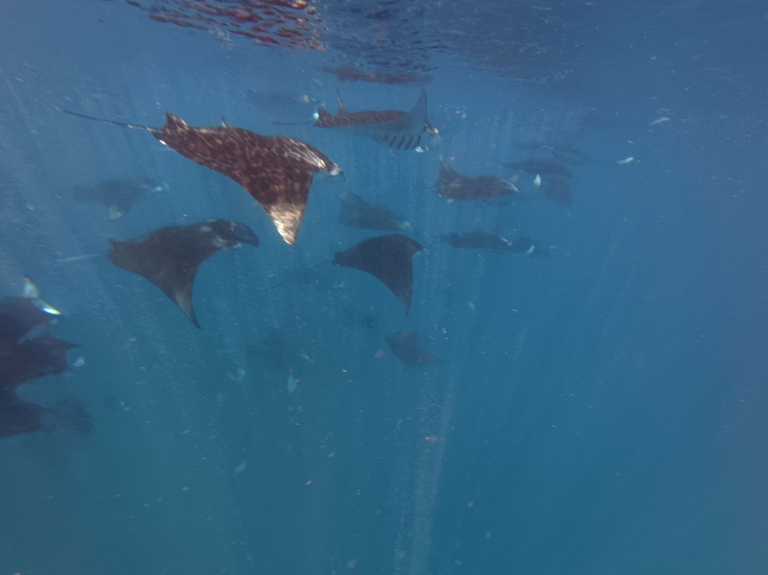 Hanifaru Bay Marine Protected Area-芭环礁必去景点