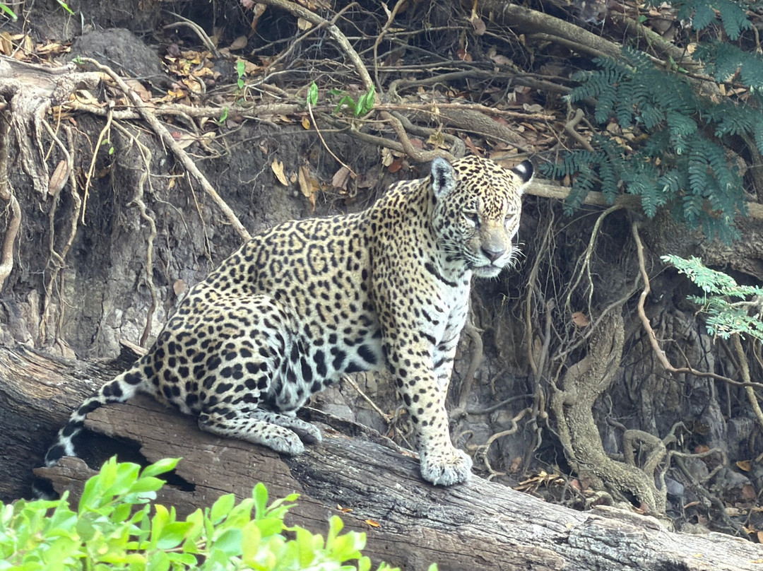 Pantanal Vip Service Turismo-Varzea Grande必去景点