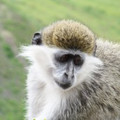 MuzunguViejo