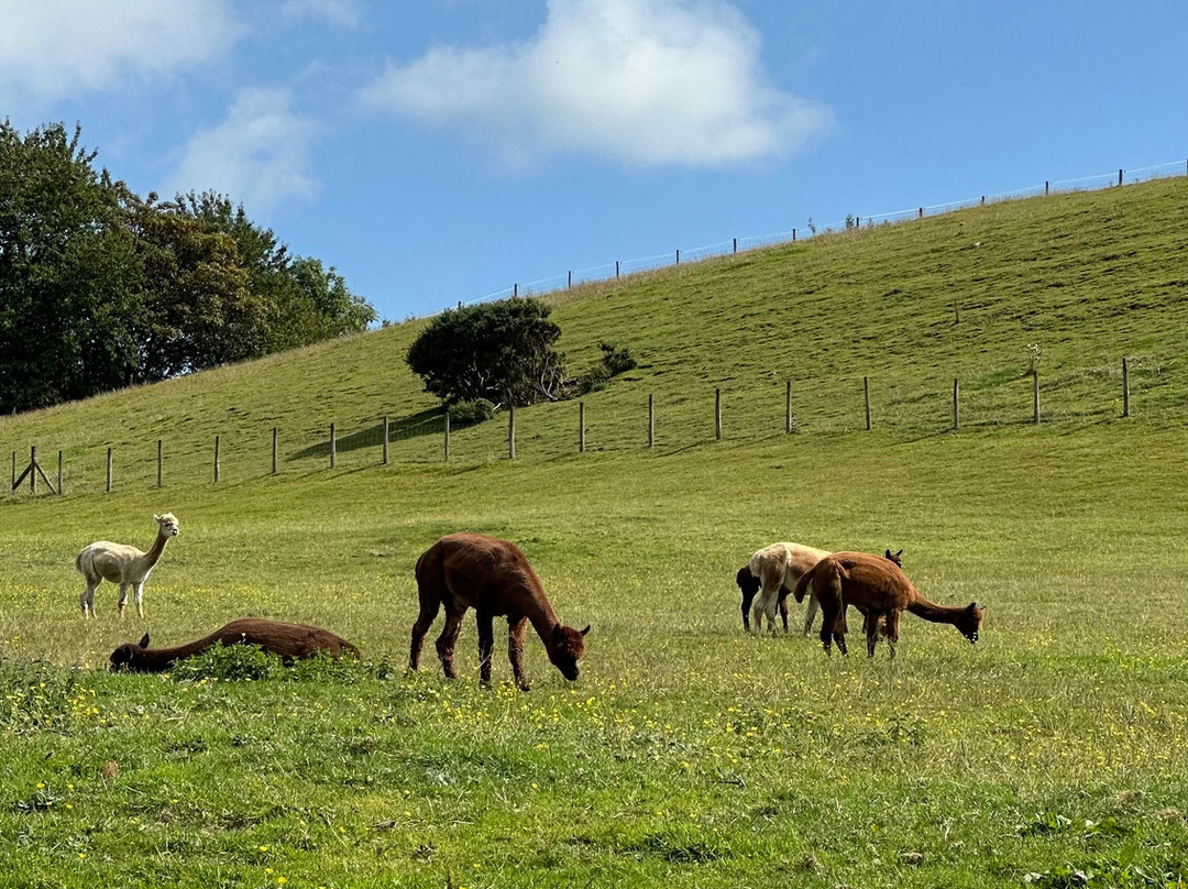 Wreay Syke Alpacas-肯德尔必去景点