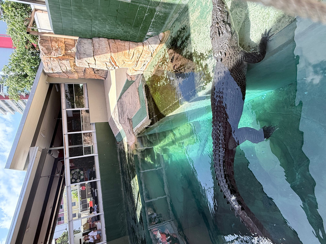 Crocosaurus Cove-达尔文市必去景点