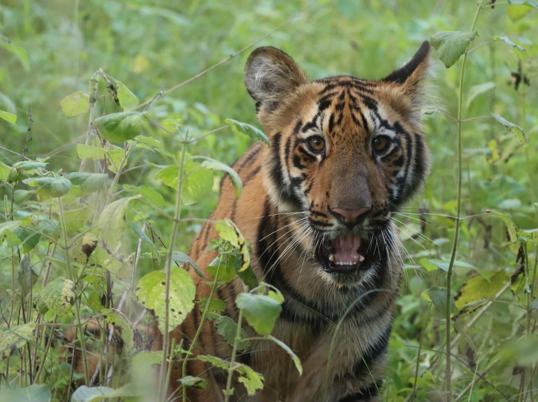 Tadoba Andhari National Park-Chandrapur District必去景点