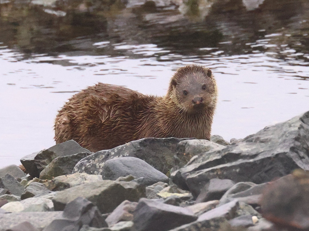 Mull Wildlife Breaks-Salen必去景点