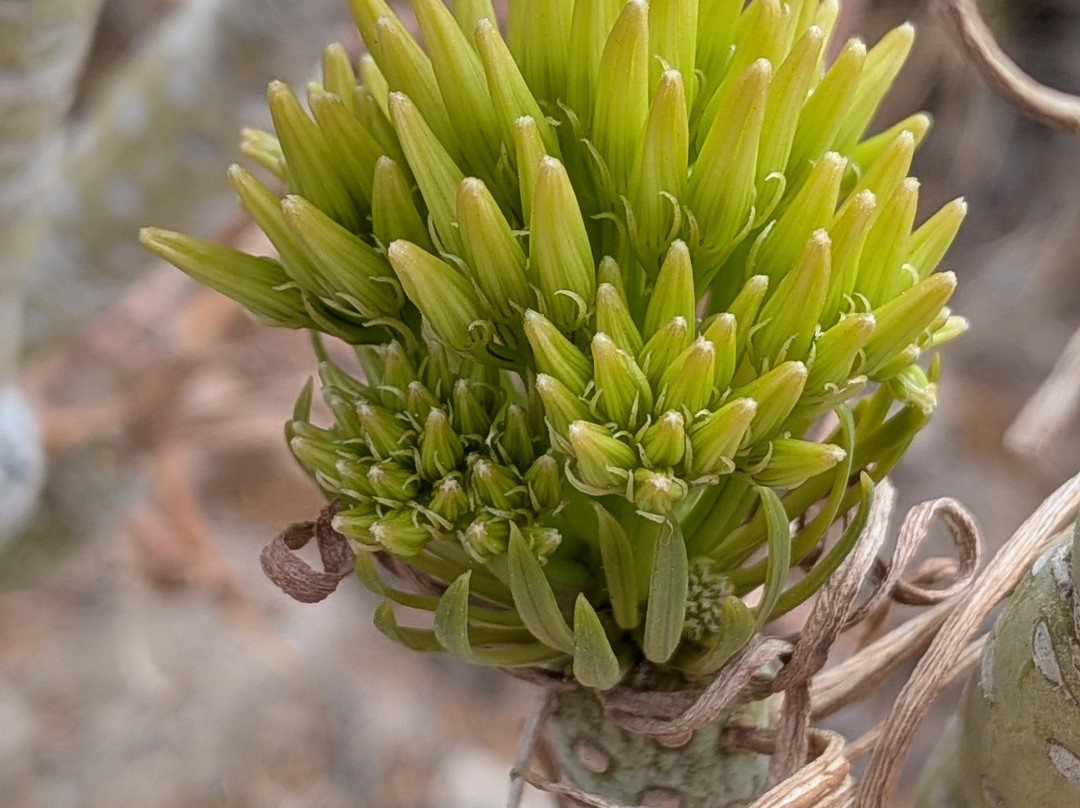 Reserva Ambiental de San Blas-圣米格尔德亚沃纳必去景点