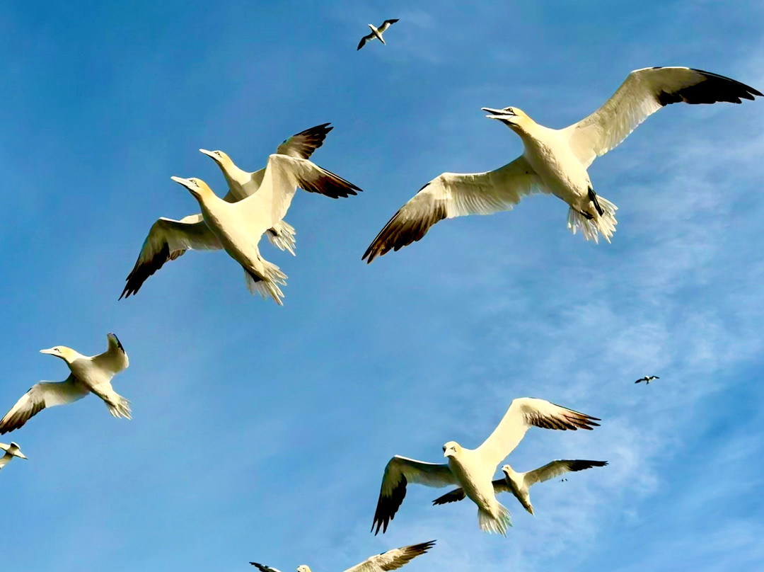 Seabirds and Seals - The Original Noss Boat Tours-Lerwick必去景点