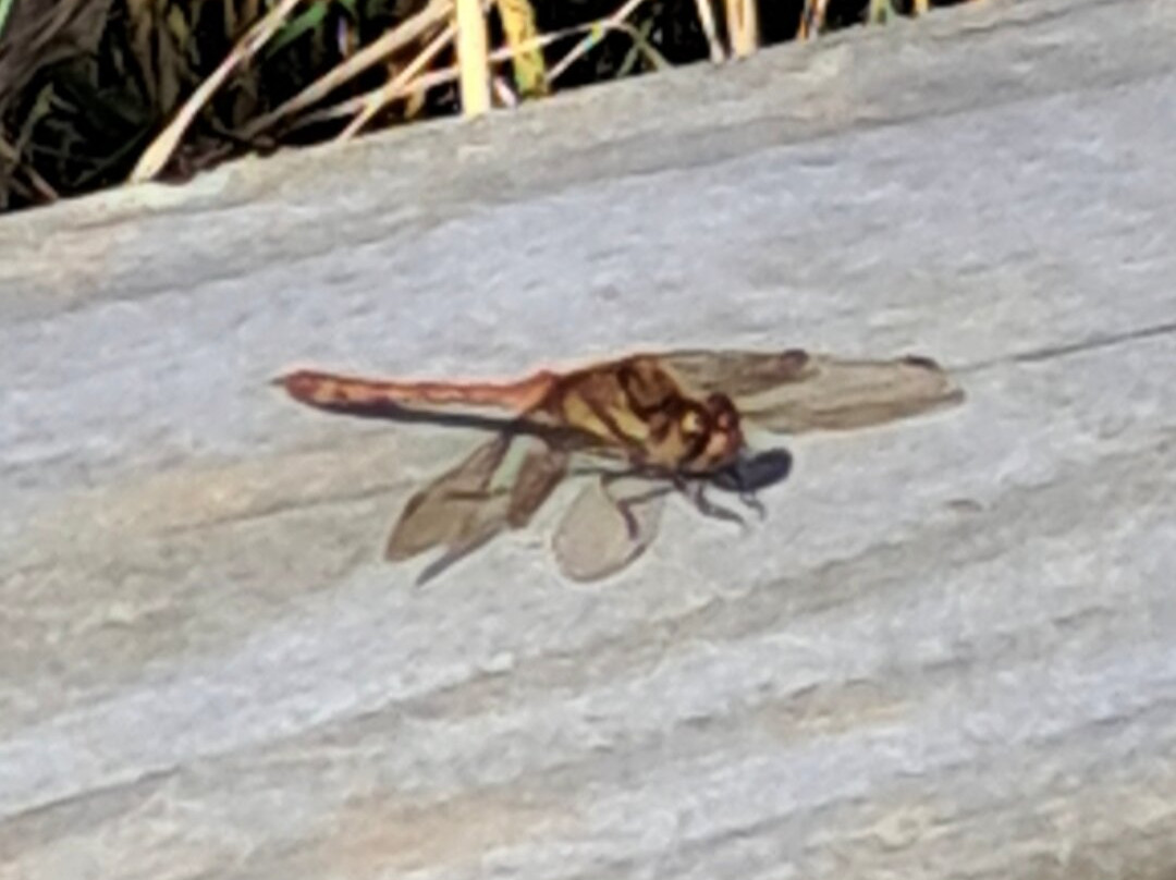 RSPB Burton Mere Wetlands-Neston必去景点