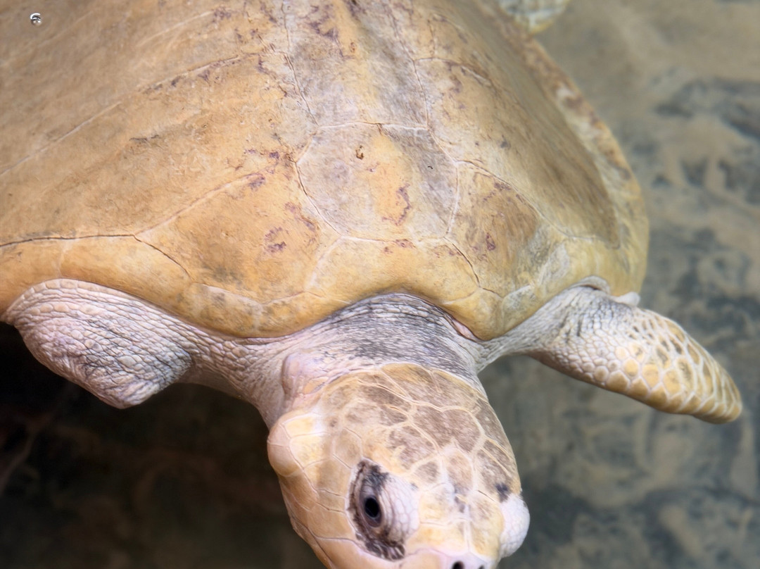 Sea Turtle Conservation Project (Koggala)-克拉必去景点