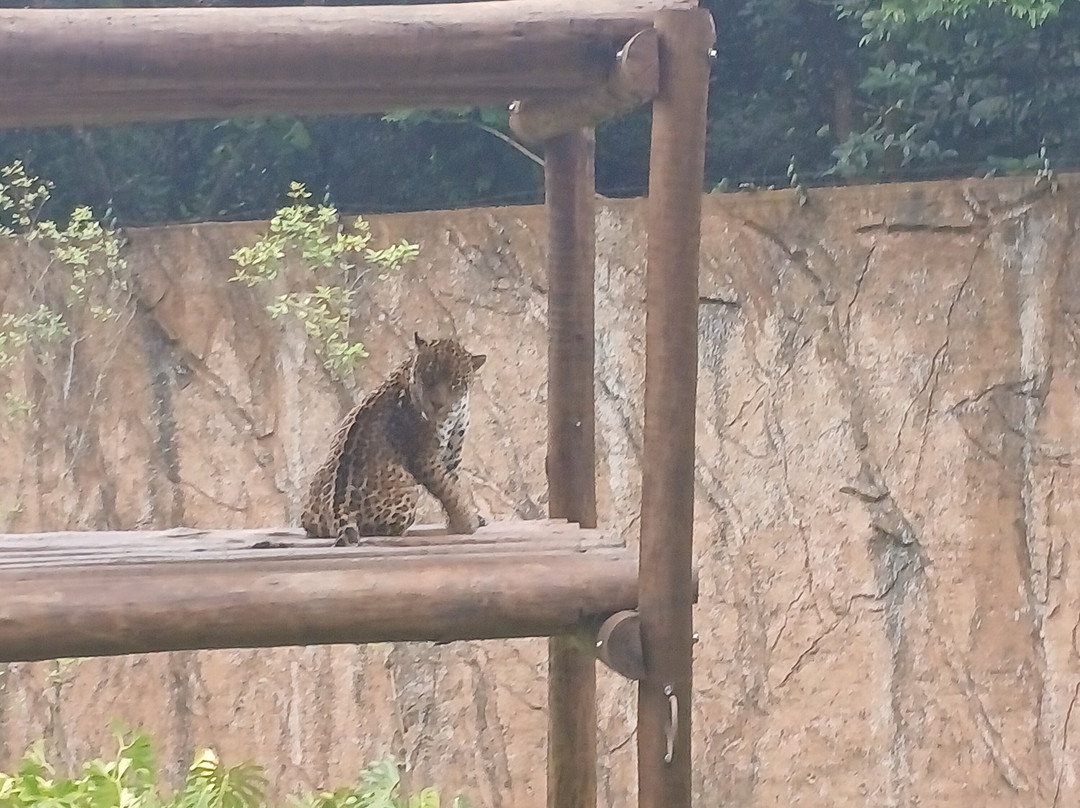 Zoologico De Sao Paulo-圣保罗必去景点