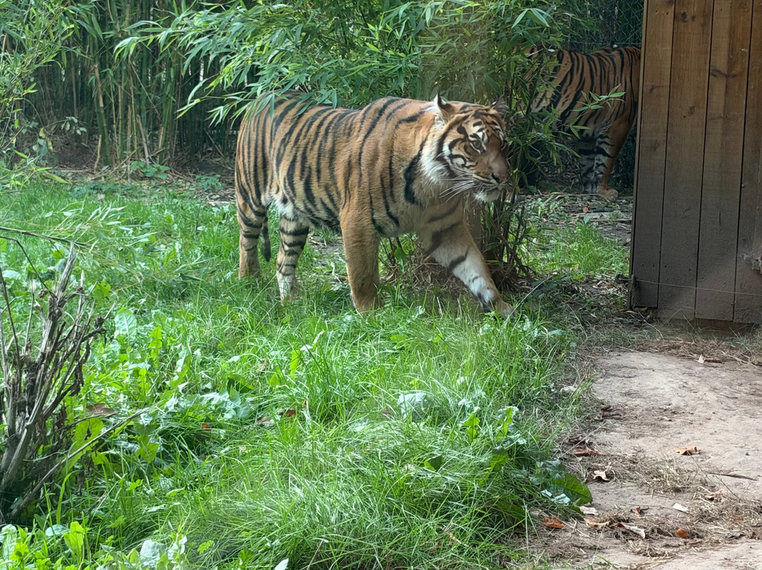 Safari Lodges At West Midlands Safari Park主图