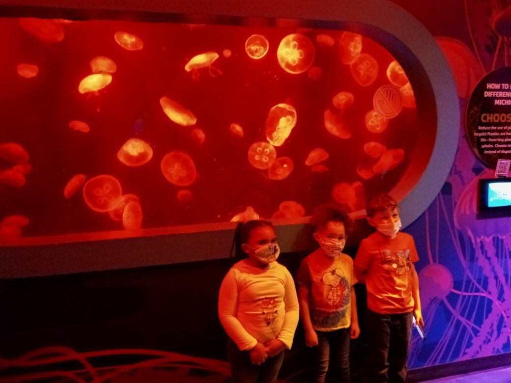 SEA LIFE Michigan Aquarium-奥本山必去景点