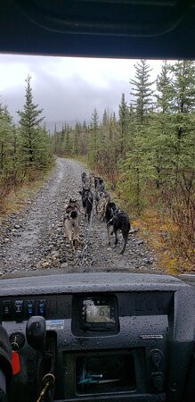 Wildthingz Dog Mushing-费尔班克斯必去景点