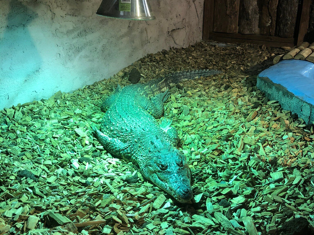 The National Reptile Zoo-基尔肯尼必去景点