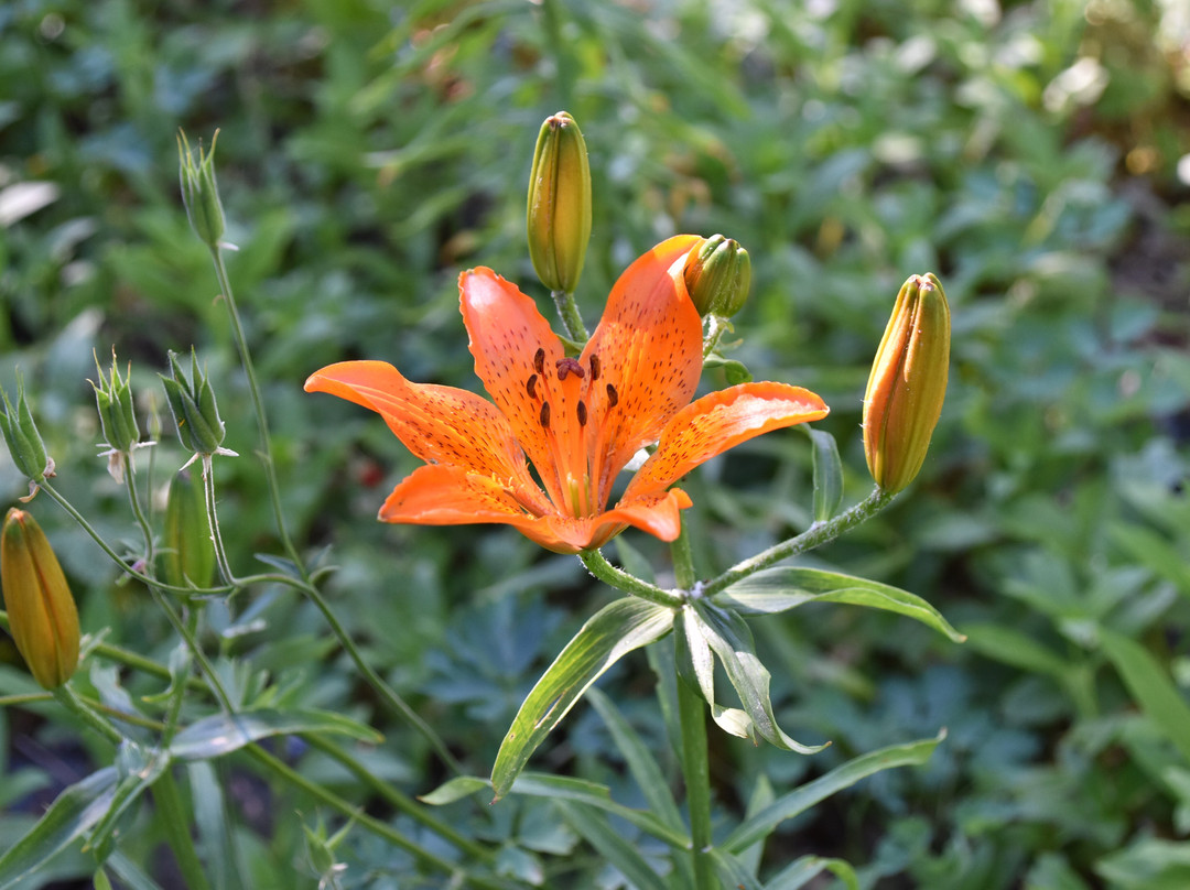 Giardino Botanico Montano di Pratorondanino-Campo Ligure必去景点