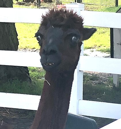 Old McDonald's Farm-Sackets Harbor必去景点