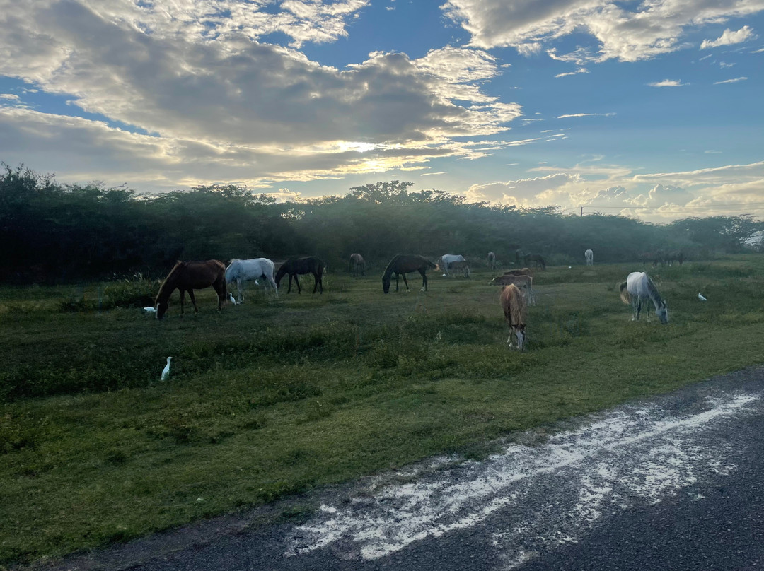 Crab Island Rum Distillery-维切克岛必去景点