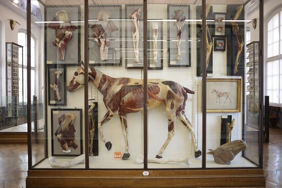Fragonard Museum of the Maisons-Alfort Veterinary School景点图片