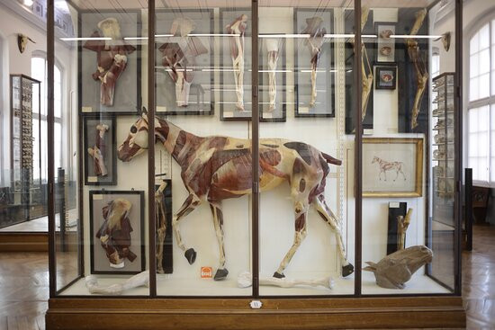 Fragonard Museum of the Maisons-Alfort Veterinary School-迈松阿尔福必去景点