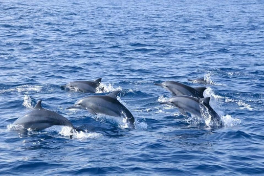 Nilaveli whales&dolphin watching tour club