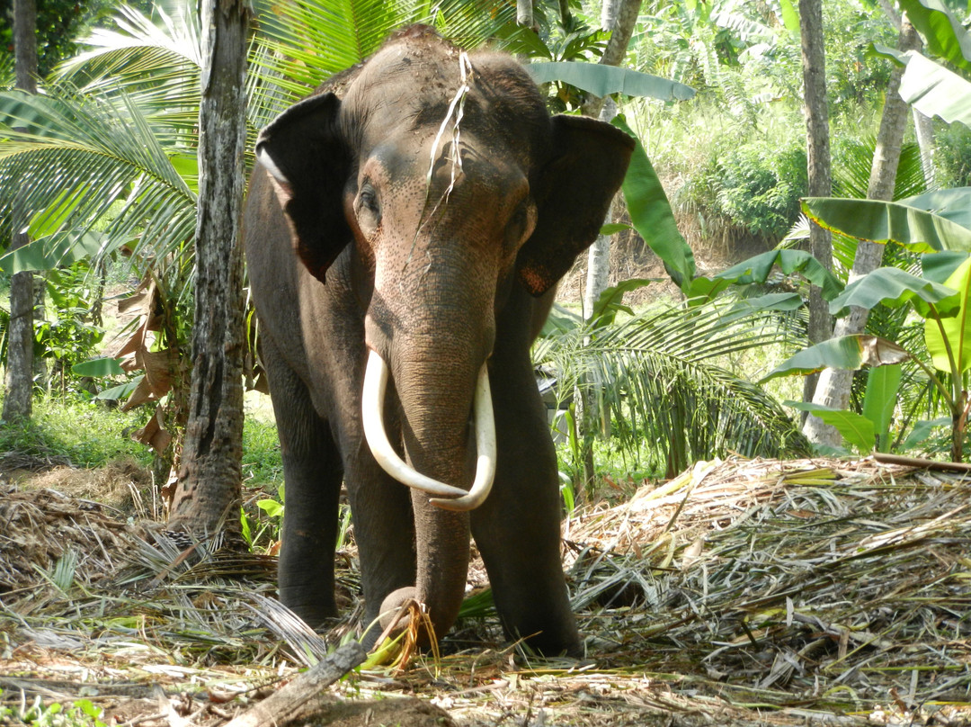 Millennium Elephant Foundation景点图片