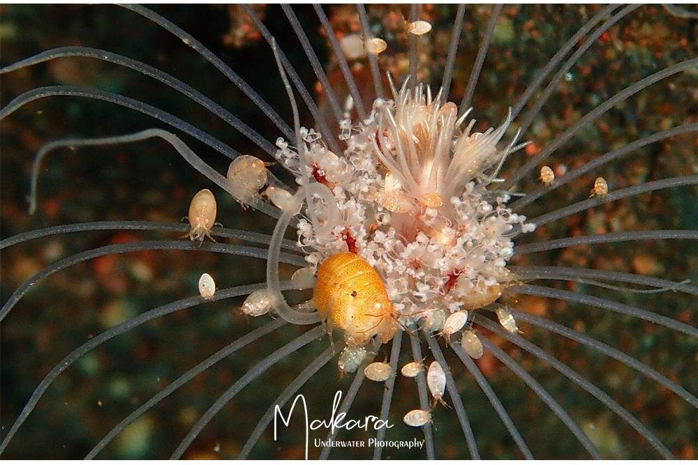 DIVING AND SNORKELING TULAMBEN MAKARA-图兰本必去景点