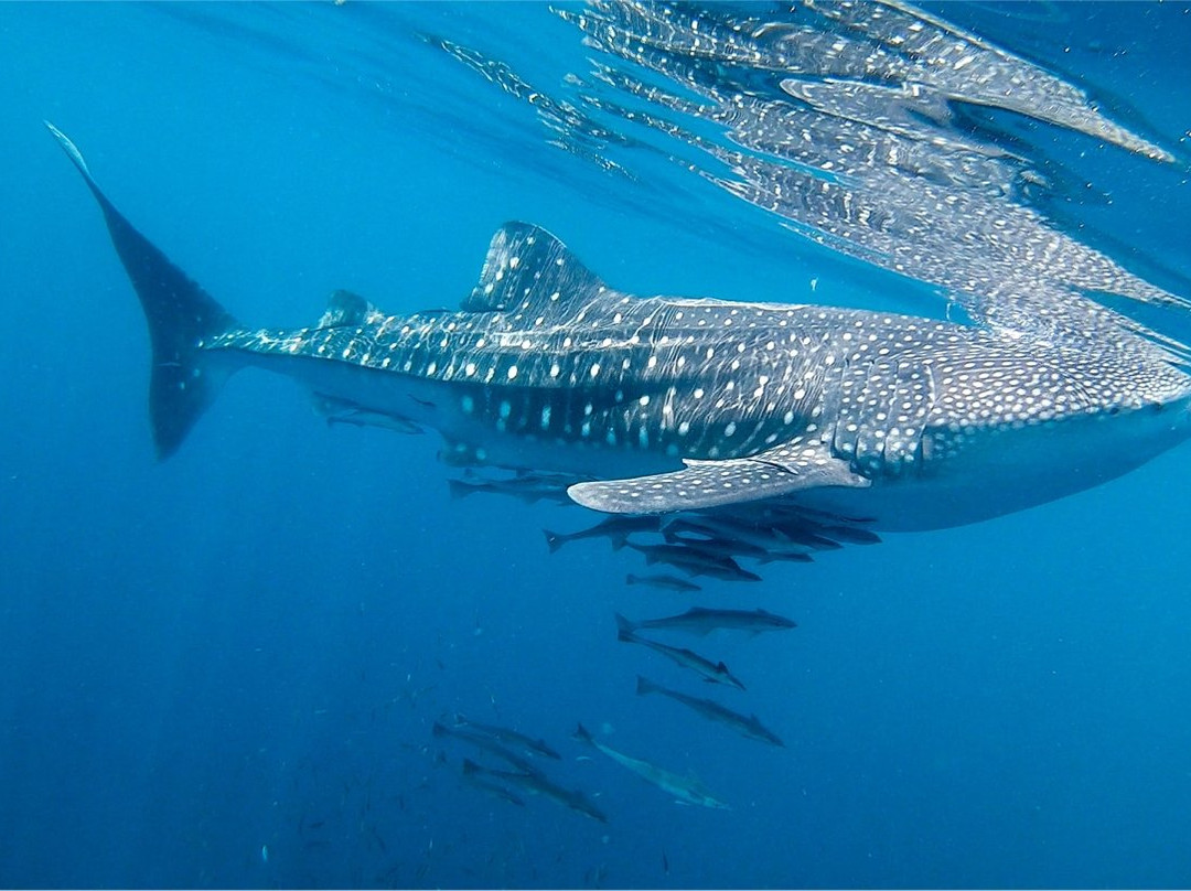 Cenderawasih Bay National Park-Nabire必去景点