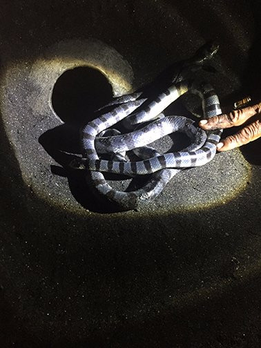 Bravo Bali Tour and Transport-Bedulu必去景点