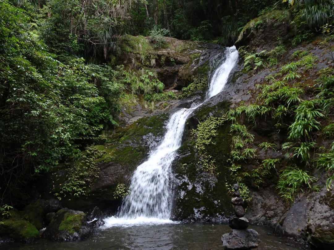 Waipoua Forest旅游攻略图片