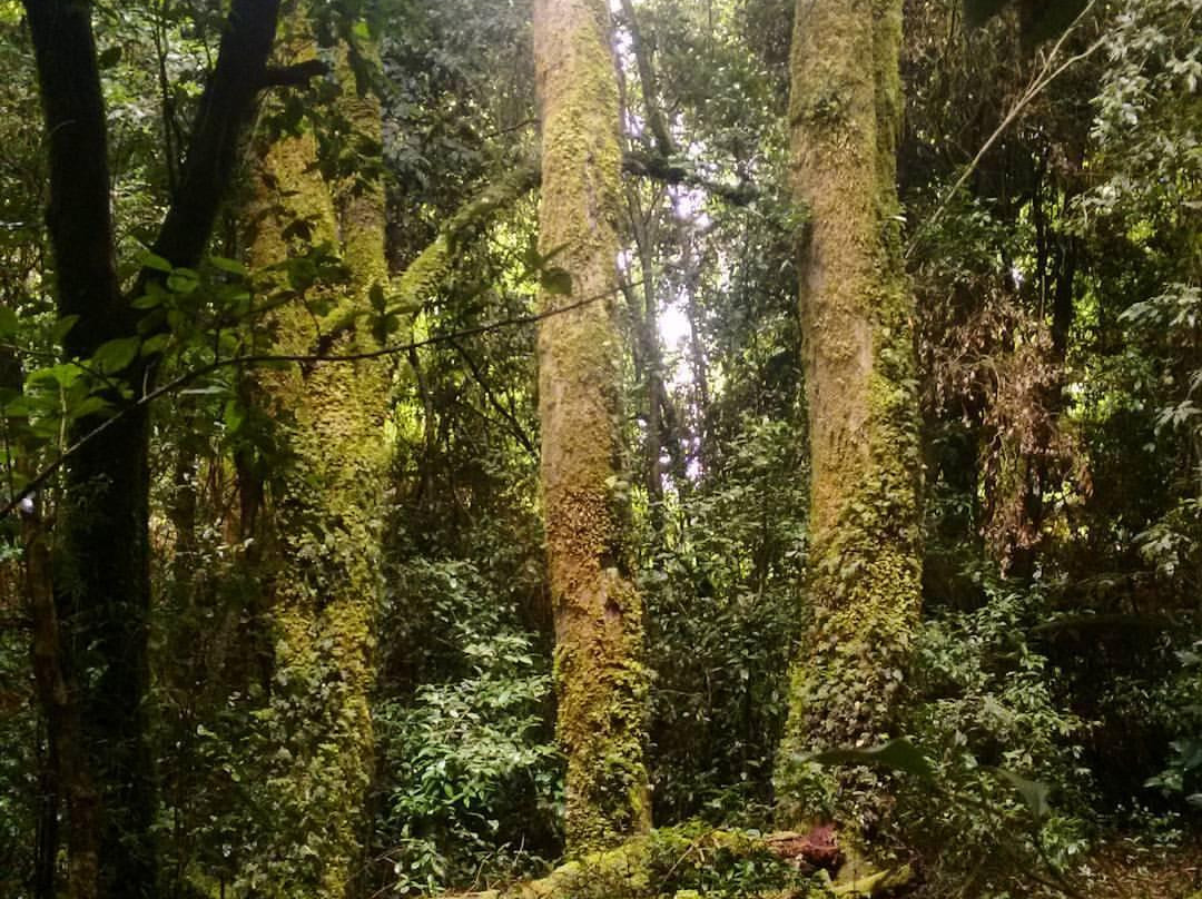 Rio Bueno旅游攻略图片