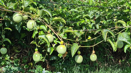 Matvilla Beach主图