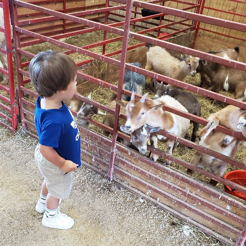 Lazy L Safari Park-开普吉拉多必去景点