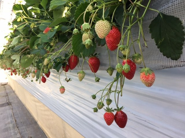 Takada Strawberry Farm景点图片