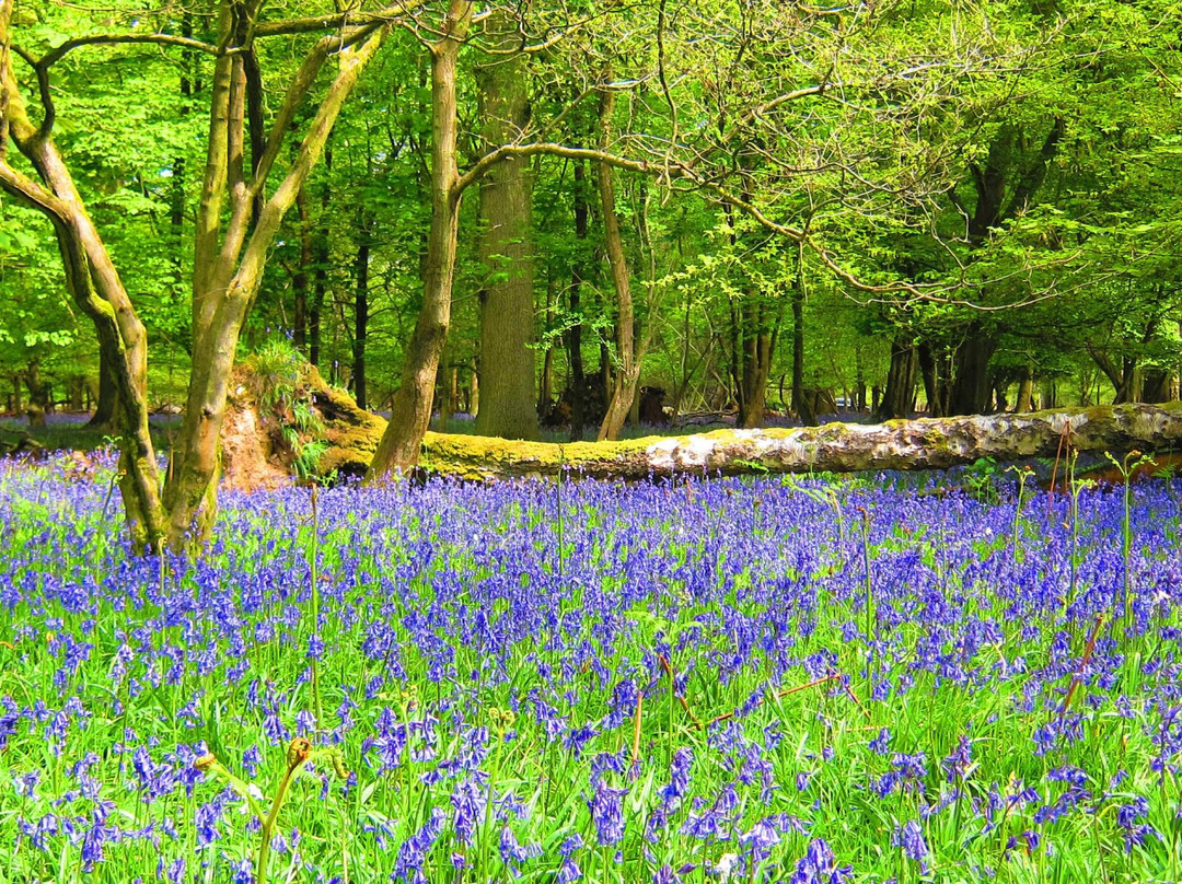 Berkhamsted旅游攻略图片