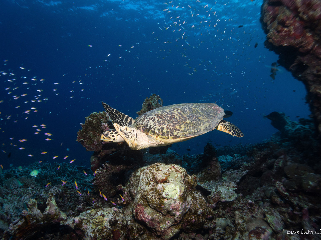 南苏瓦迪瓦环礁旅游攻略图片