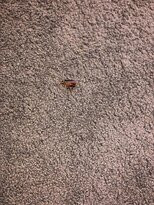 Sarayi Boutique Hotel主图