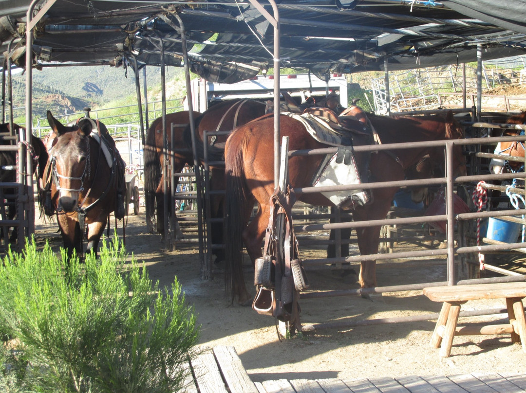 Arizona Horseback Adventures at Spur Cross-洞溪必去景点