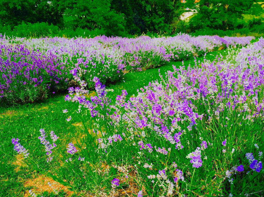 Weir's Lane Lavender and Apiary景点图片