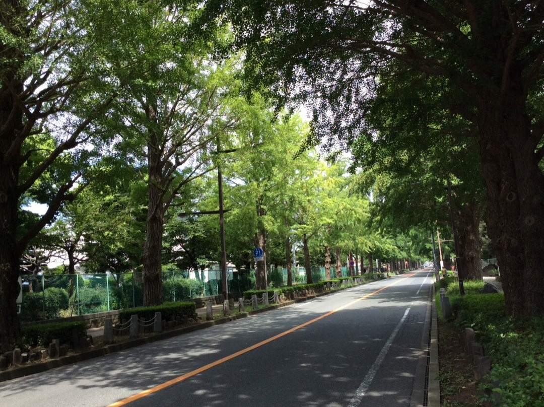 Maidenhair Trees at Nihondori景点图片