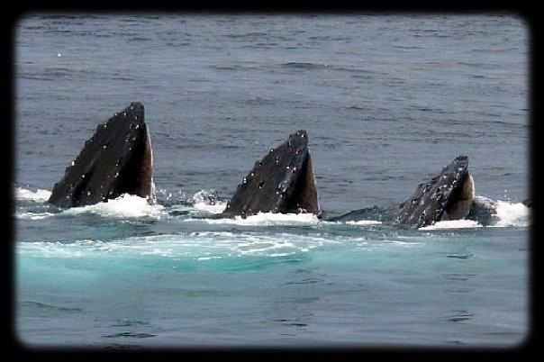 Hyannis Whale Watcher Cruises-Barnstable必去景点