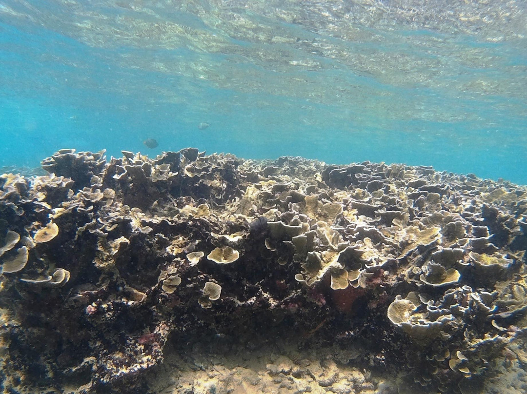 希克杜沃旅游景点-Coral Sanctuary